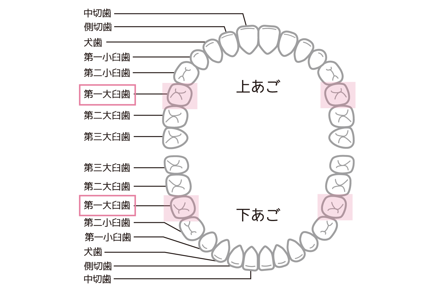 上顎・下顎の歯が並んでいるイラスト。それぞれ奥から3番目の歯（第一大臼歯）に赤い目印がついている